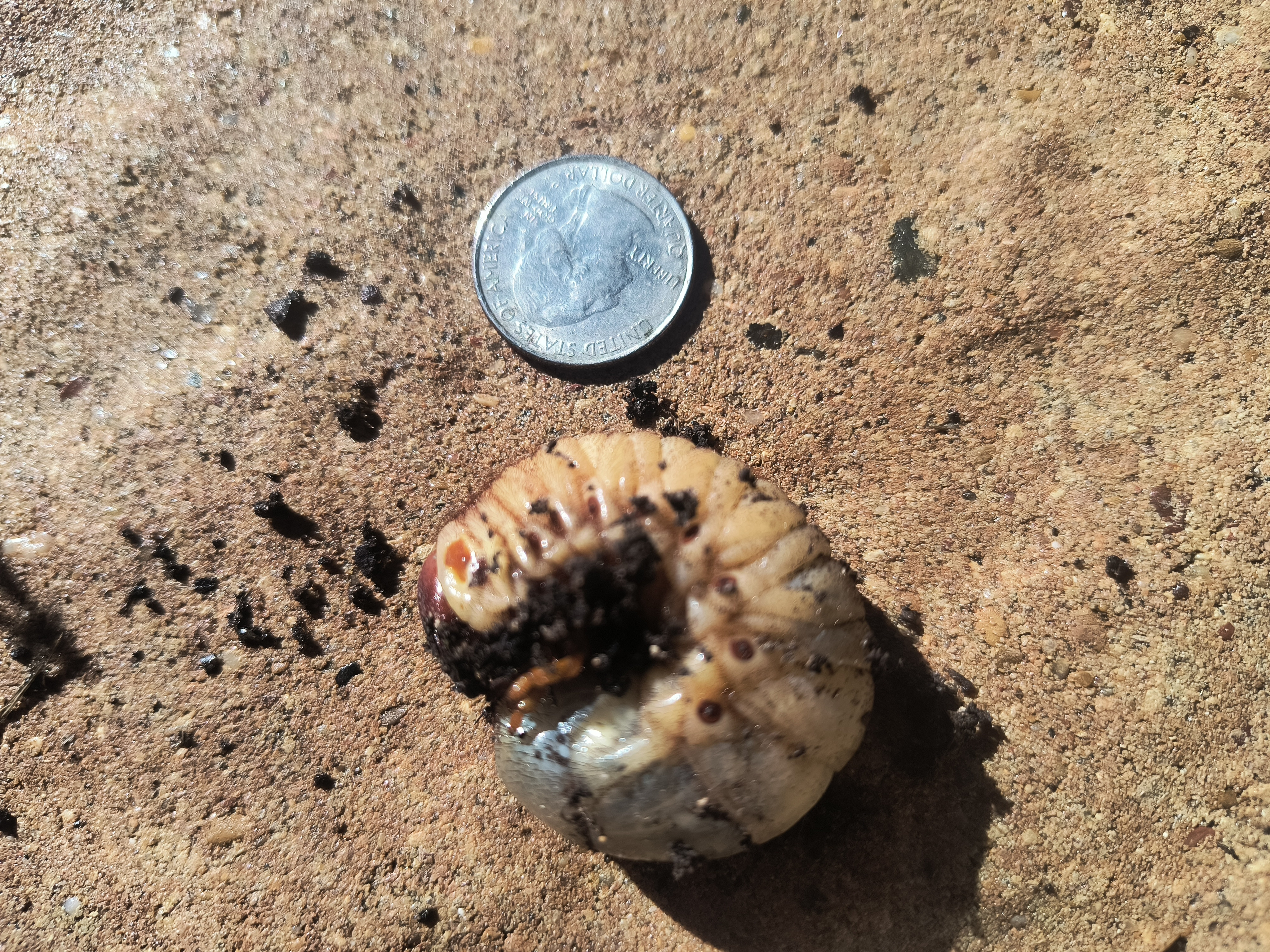 Discovering a Giant Grub in My Compost Pile