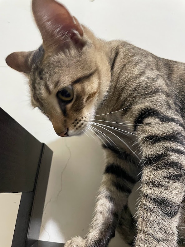 The Cat Chronicles: More Furry Adventures