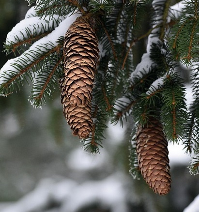 Pinecones of Winter: Nature's Little Wonders
