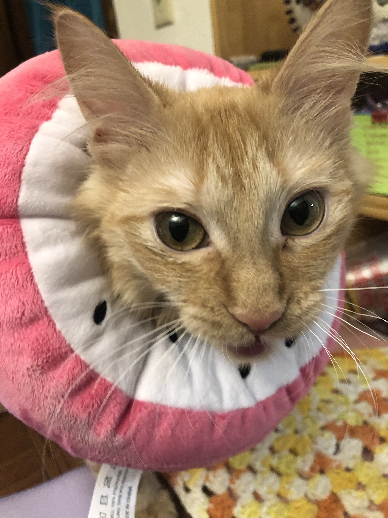Meet Soka: The Enchanting Dragonfruit