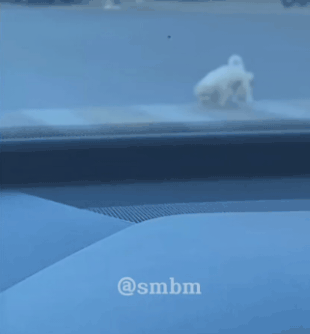 When Dogs Take the Leash: A Canine Adventure