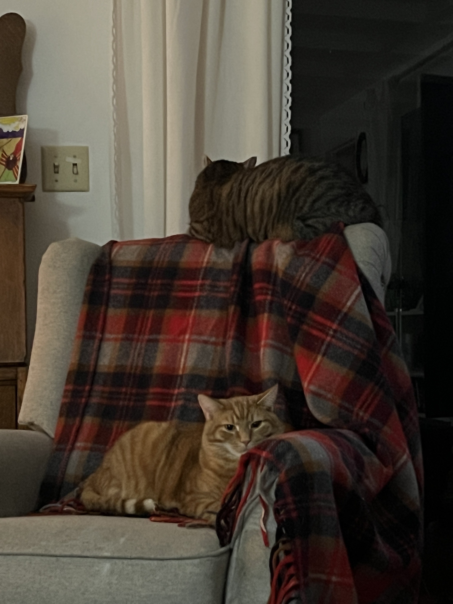 Daily Cat Pictures to Brighten Your Day