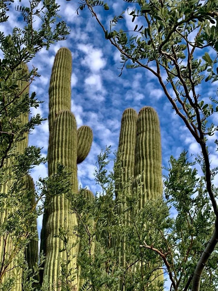 The Quirky Beauty of a Cactus