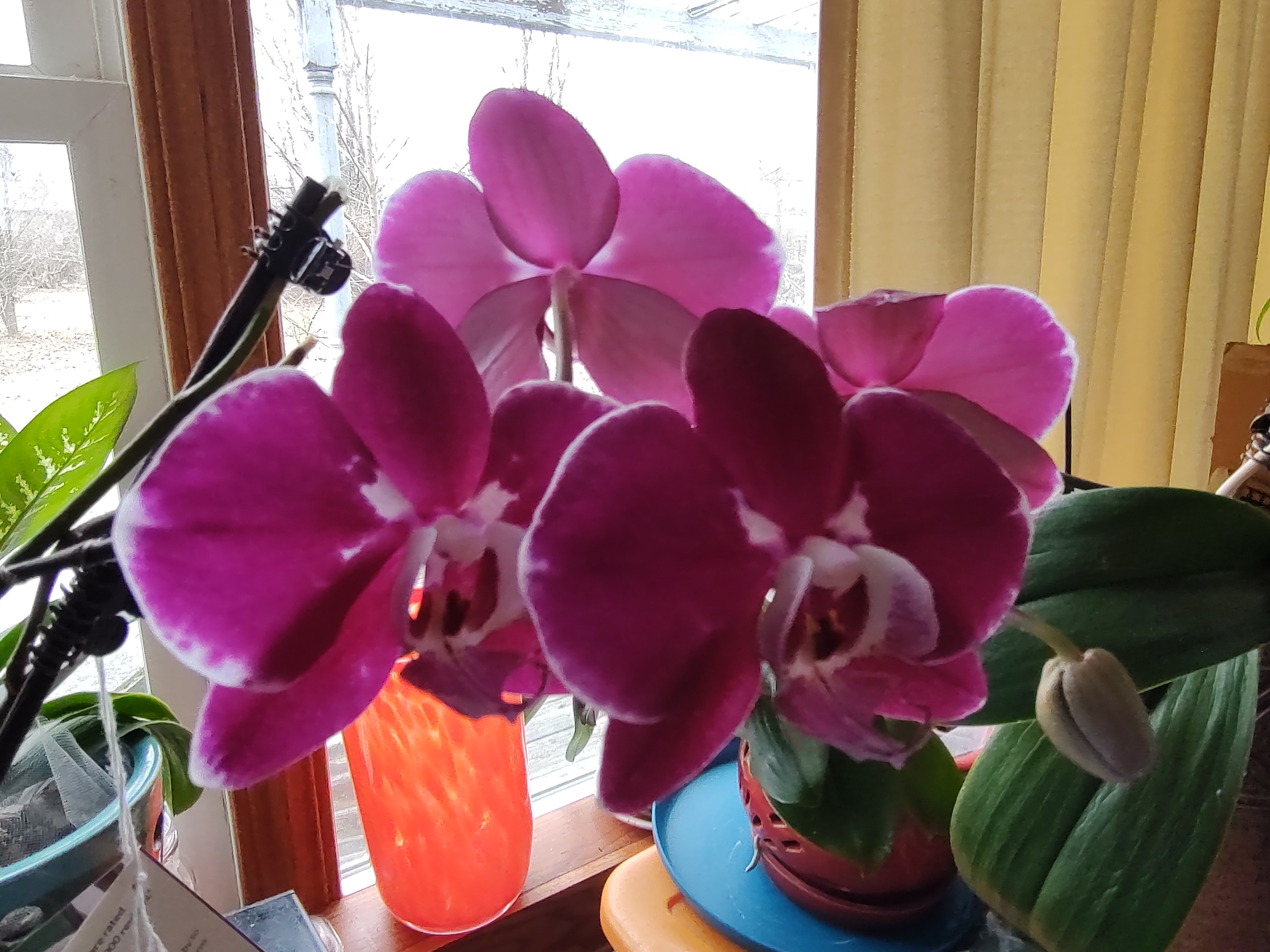 Today's Stunning Orchid - 02/02/2025