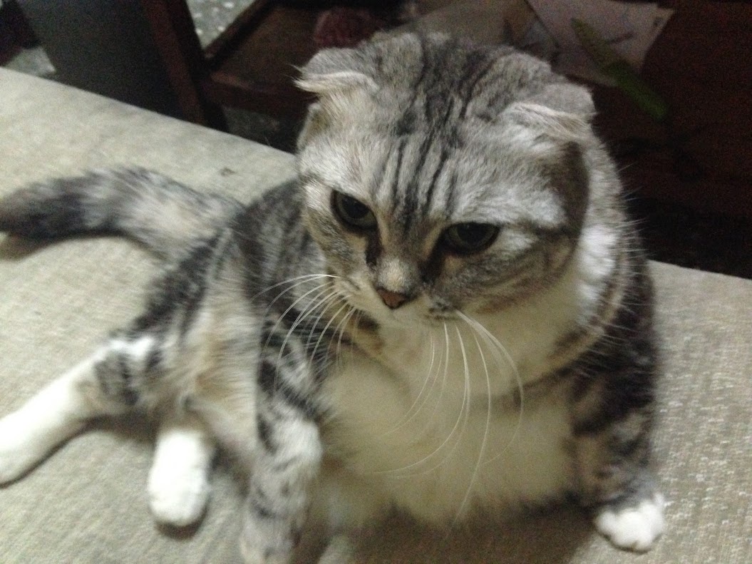 Feline Fun and Antics