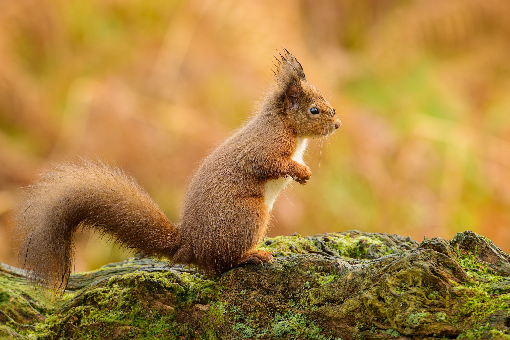 Meet the Red Squirrel: Nature's Fluffy Acrobat