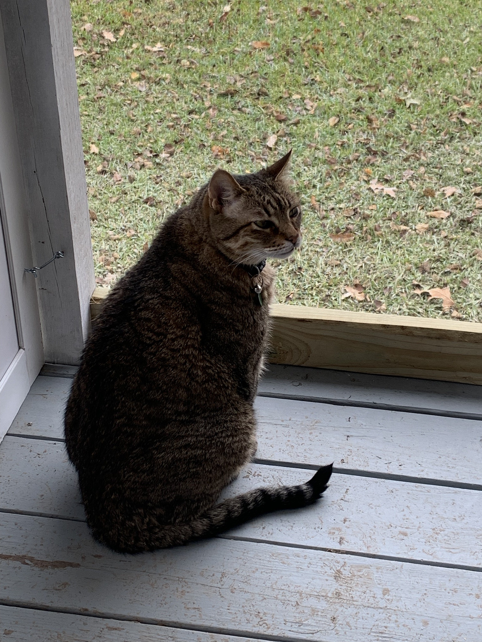 Link is loving his new porch and soaking up the sun!