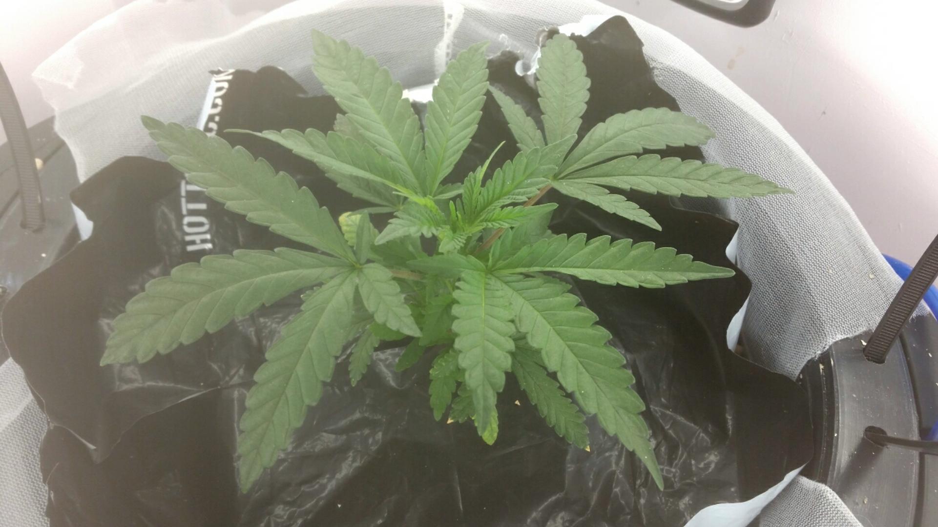 The Legendary Blue OG: A Strain to Remember