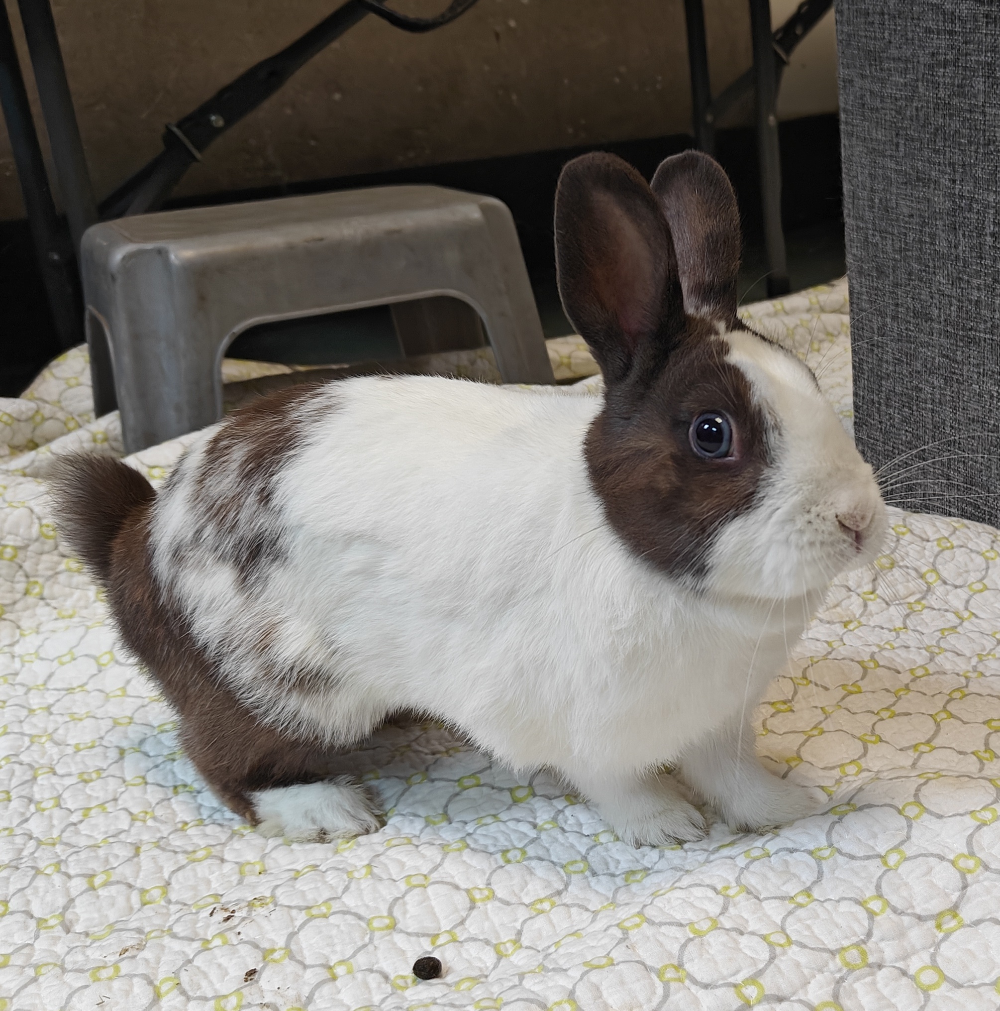 Meet Our Furry Friends: Rabbits at the Shelter This Week!