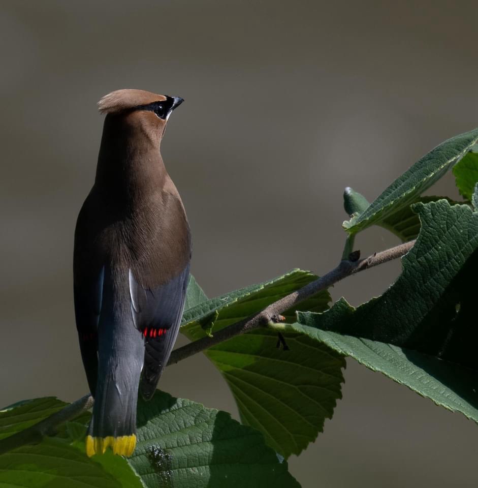 Elegantly Perched: A Moment of Stillness