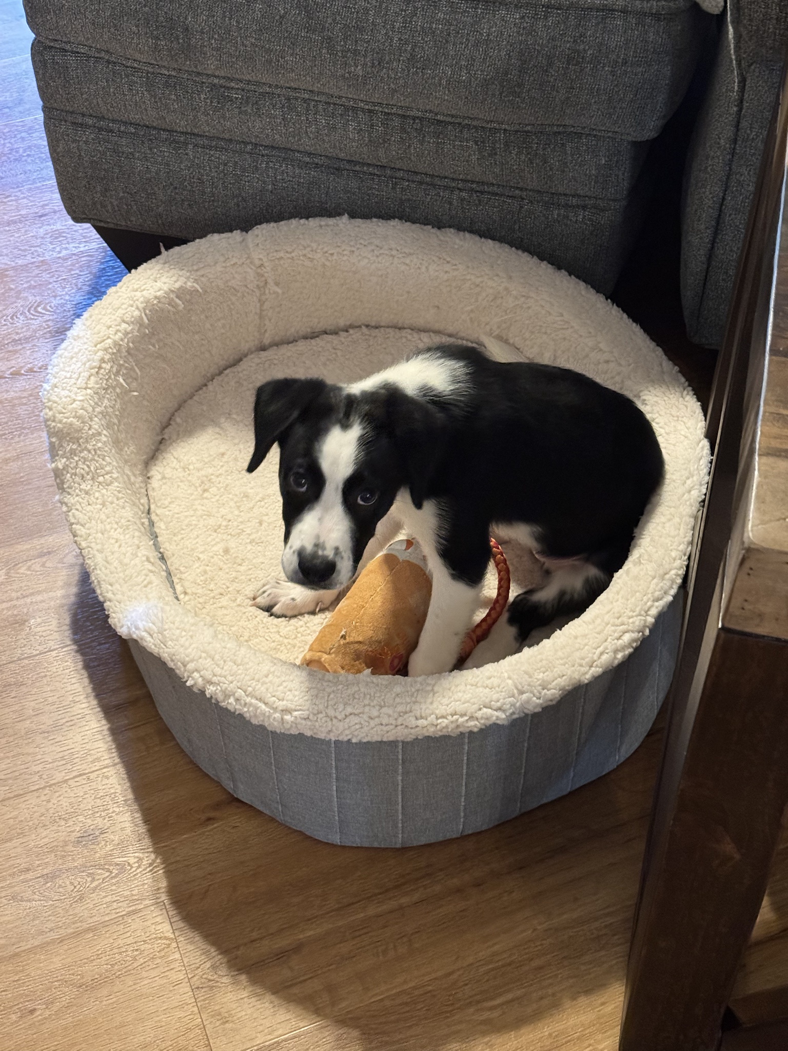 Meet Luna: Your New Furry Friend