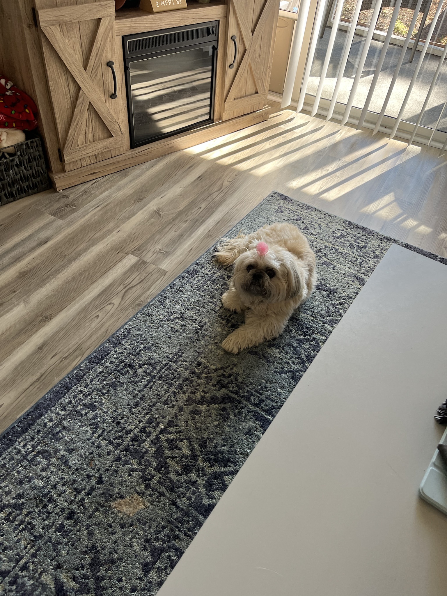 Meet Chloe: the star of the show!