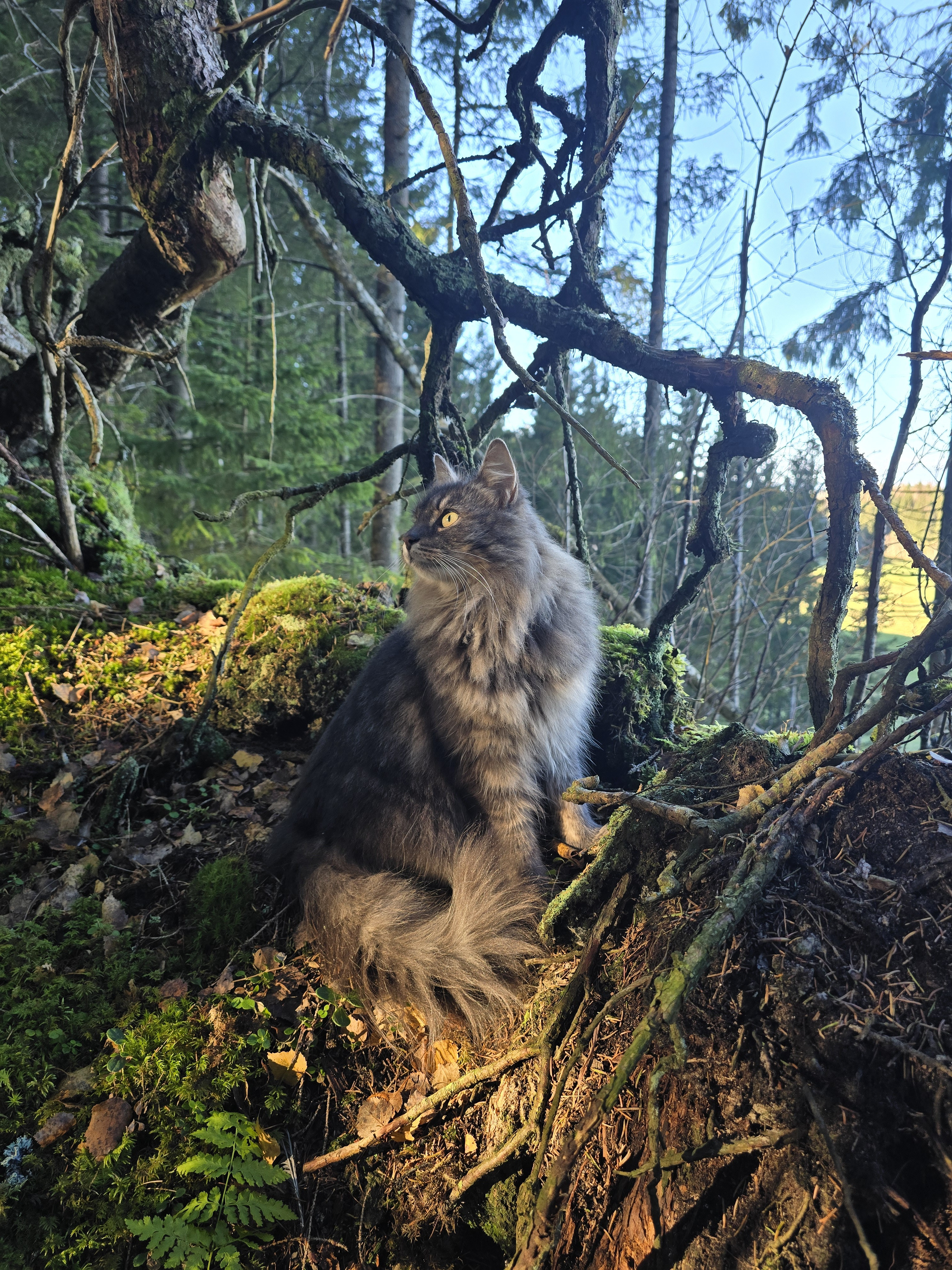 Aiko Bathed in the Morning Sunlight