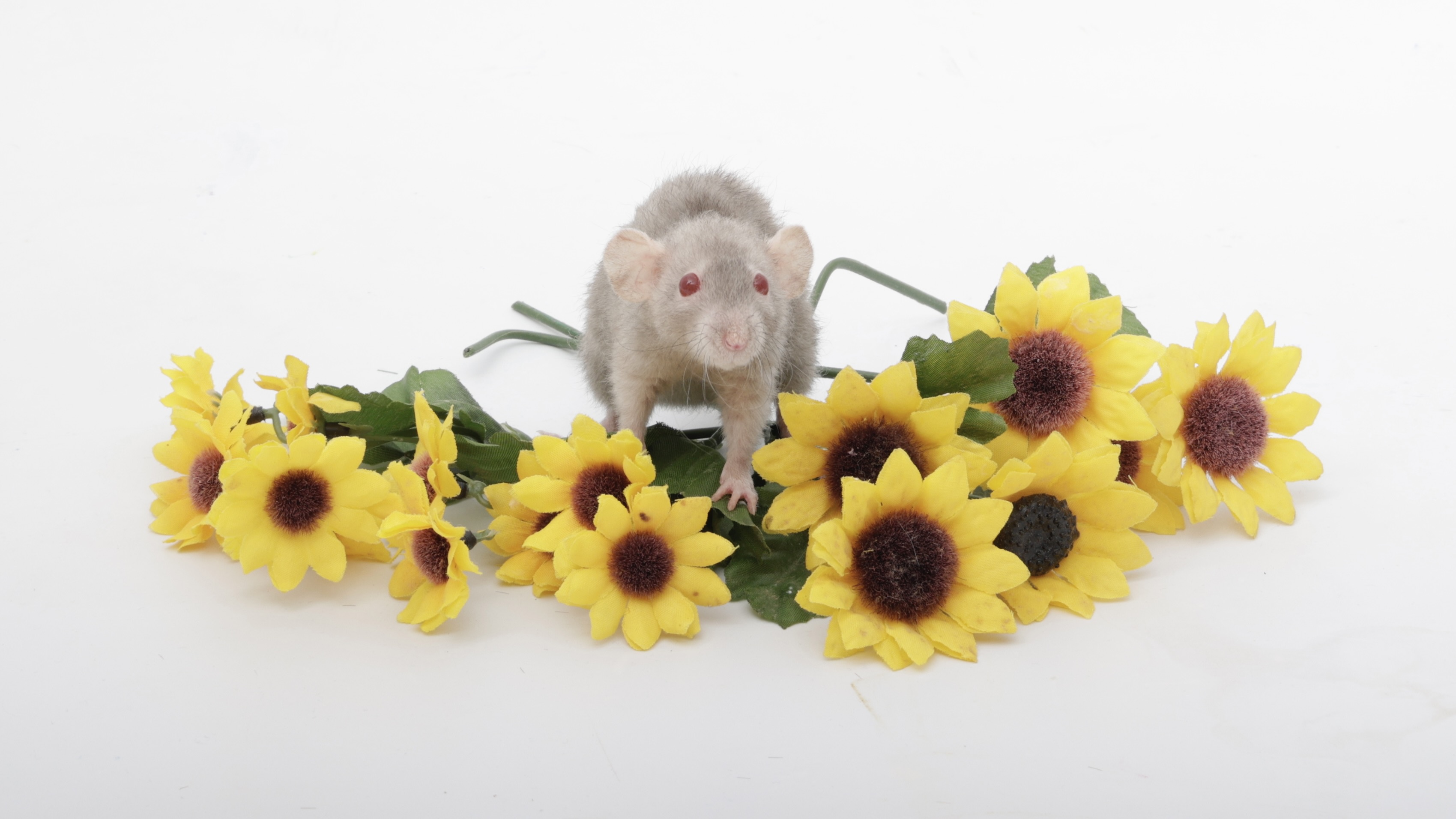 Adorable Rat Art and Pumpkin Seed Tax: A Whimsical Combo