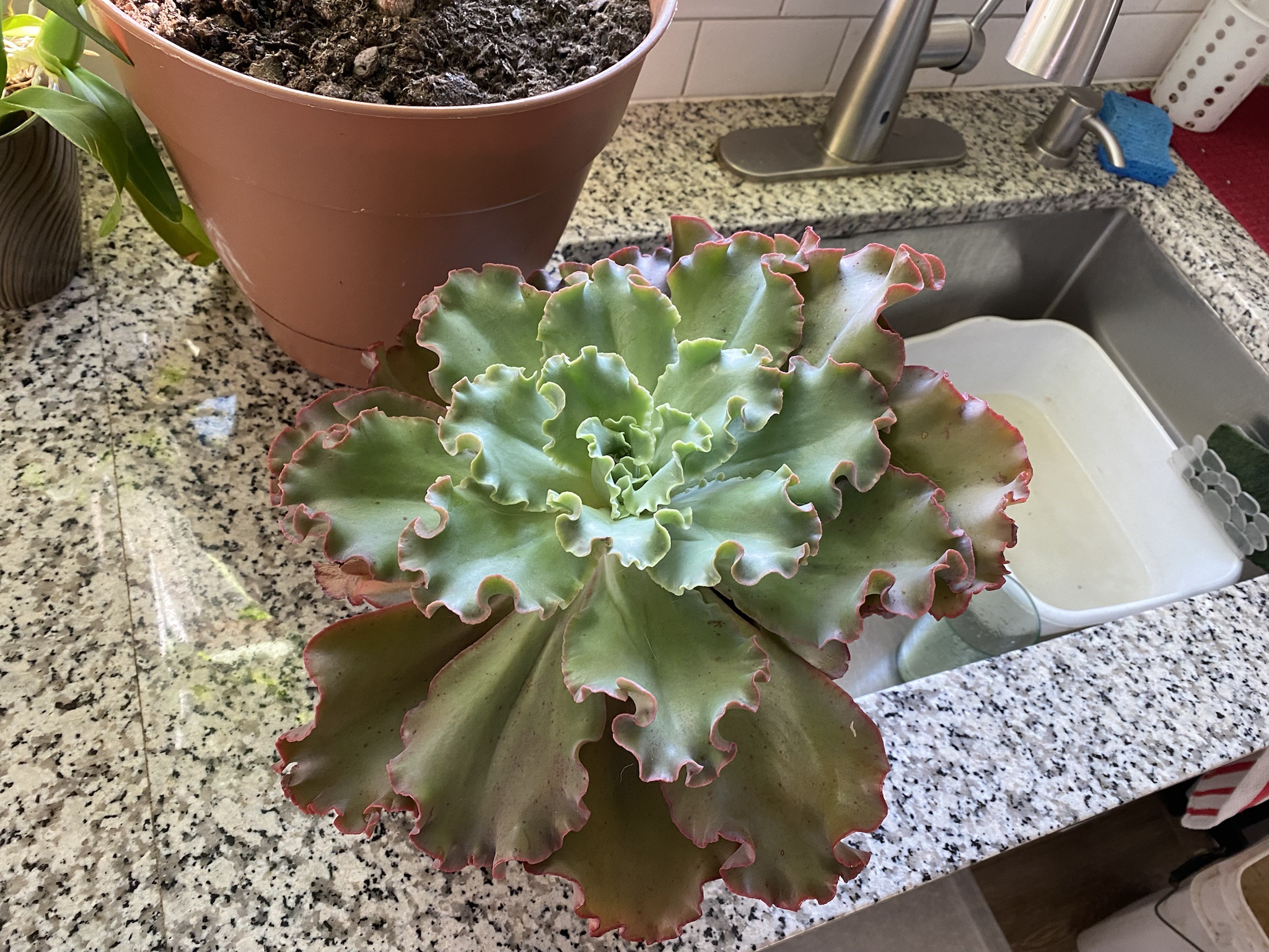 The Wild Adventure of a Crazy Echeveria and Its Youngling