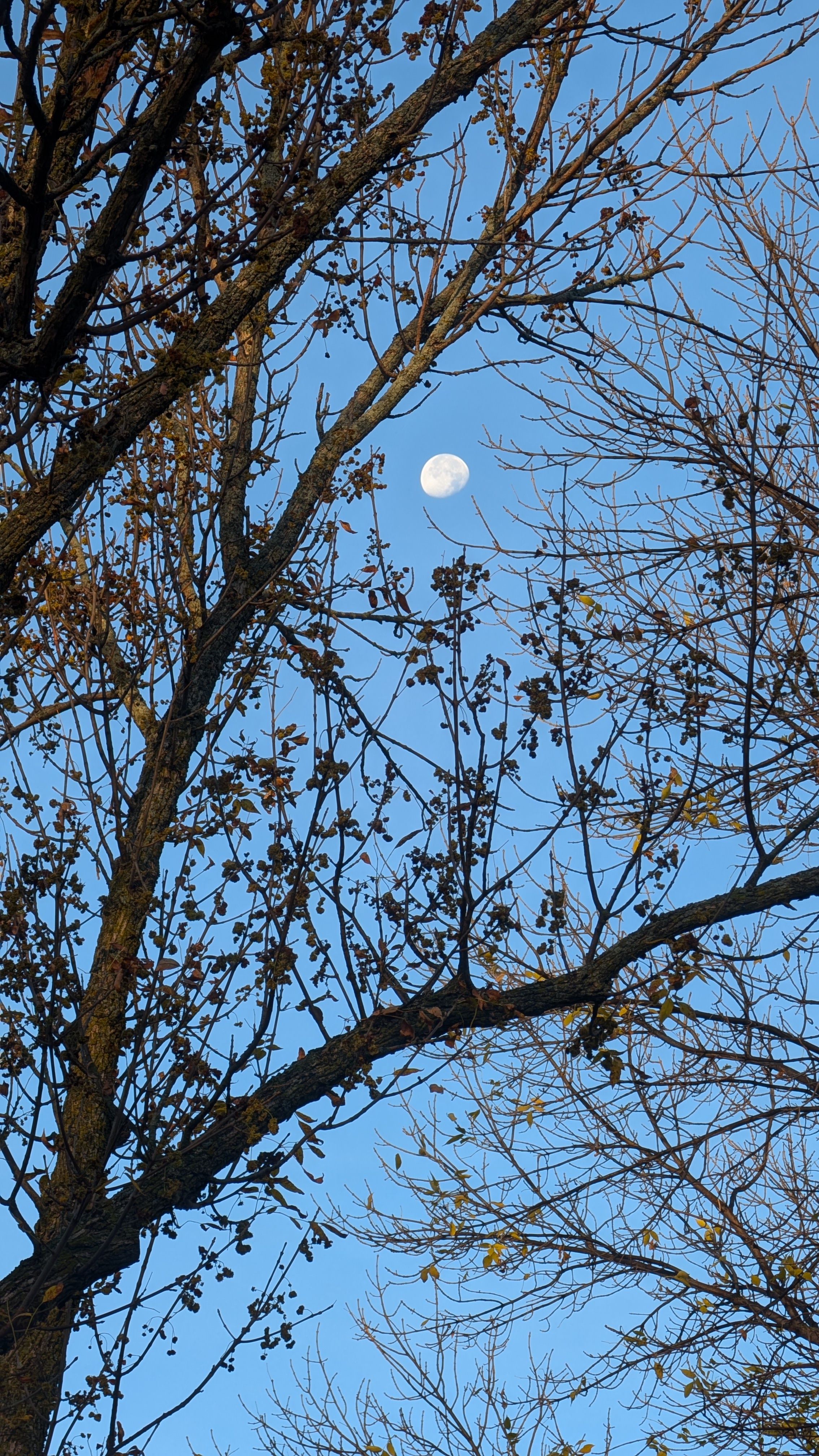 Check out the stunning moon this morning!