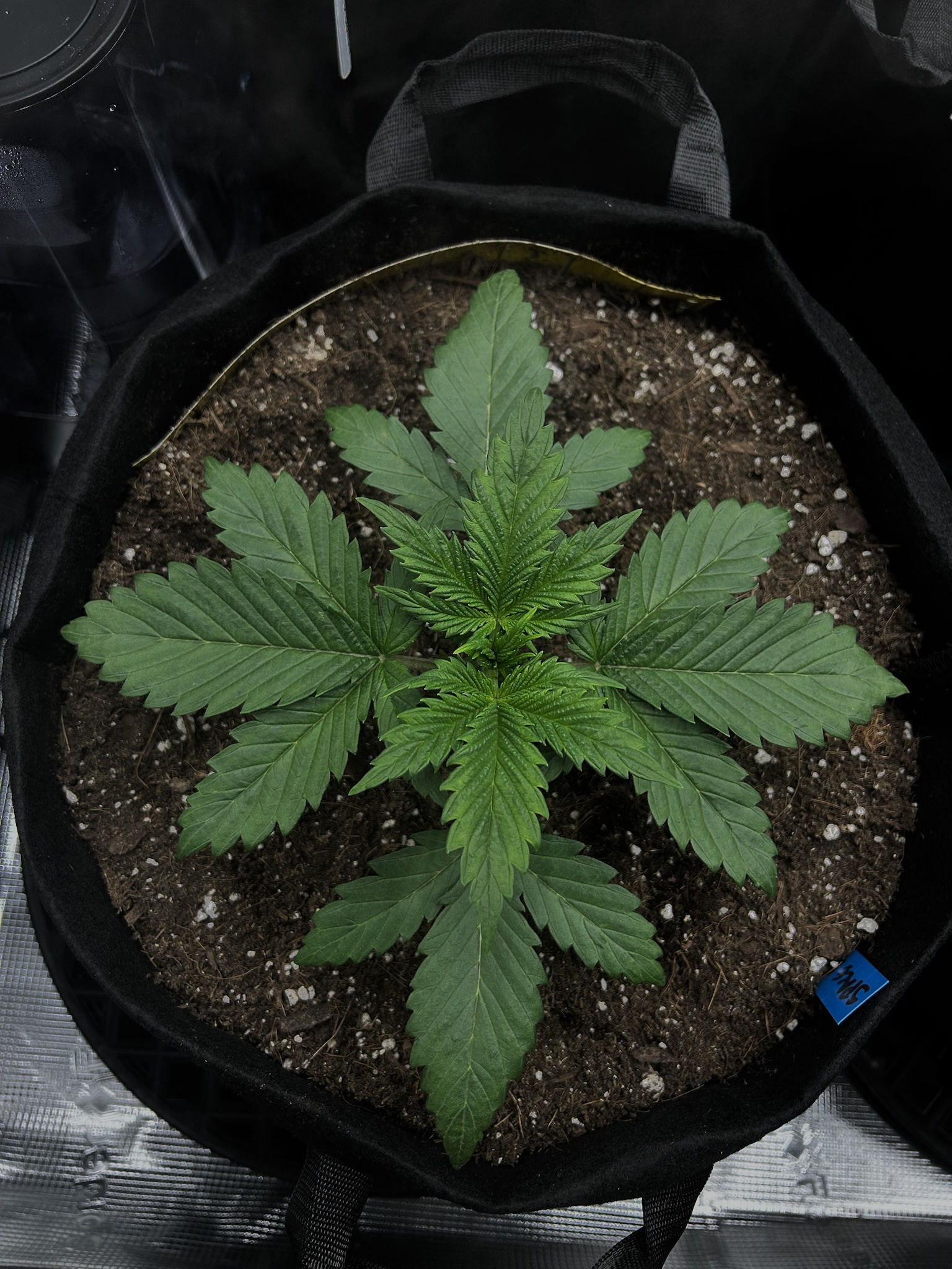 Are These Space Cookies Actually LST?
