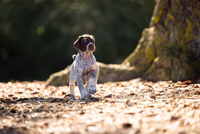 A Field Dog's First Encounter with a Bird