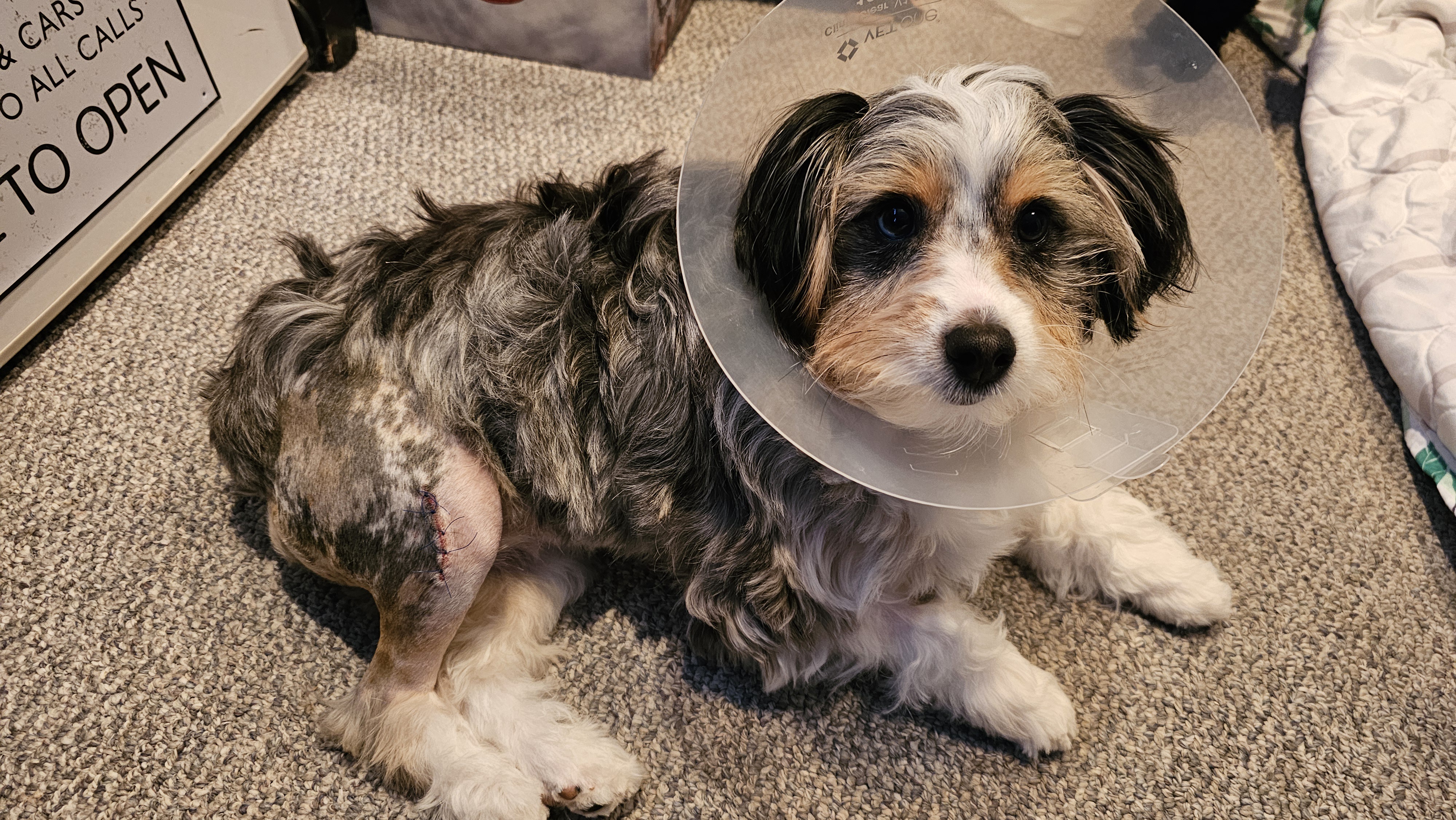 Eris' Surgery Was a Success!