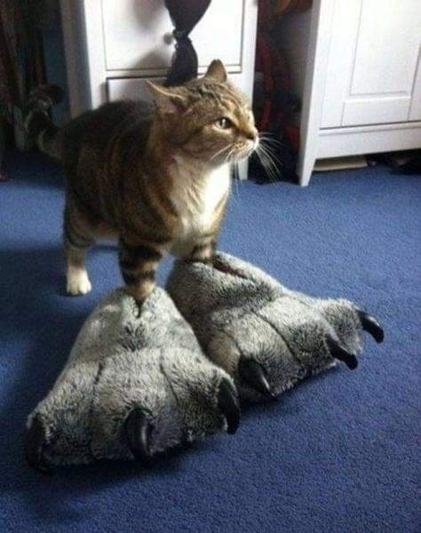 The Mystery of Big Feet: Are They Real?