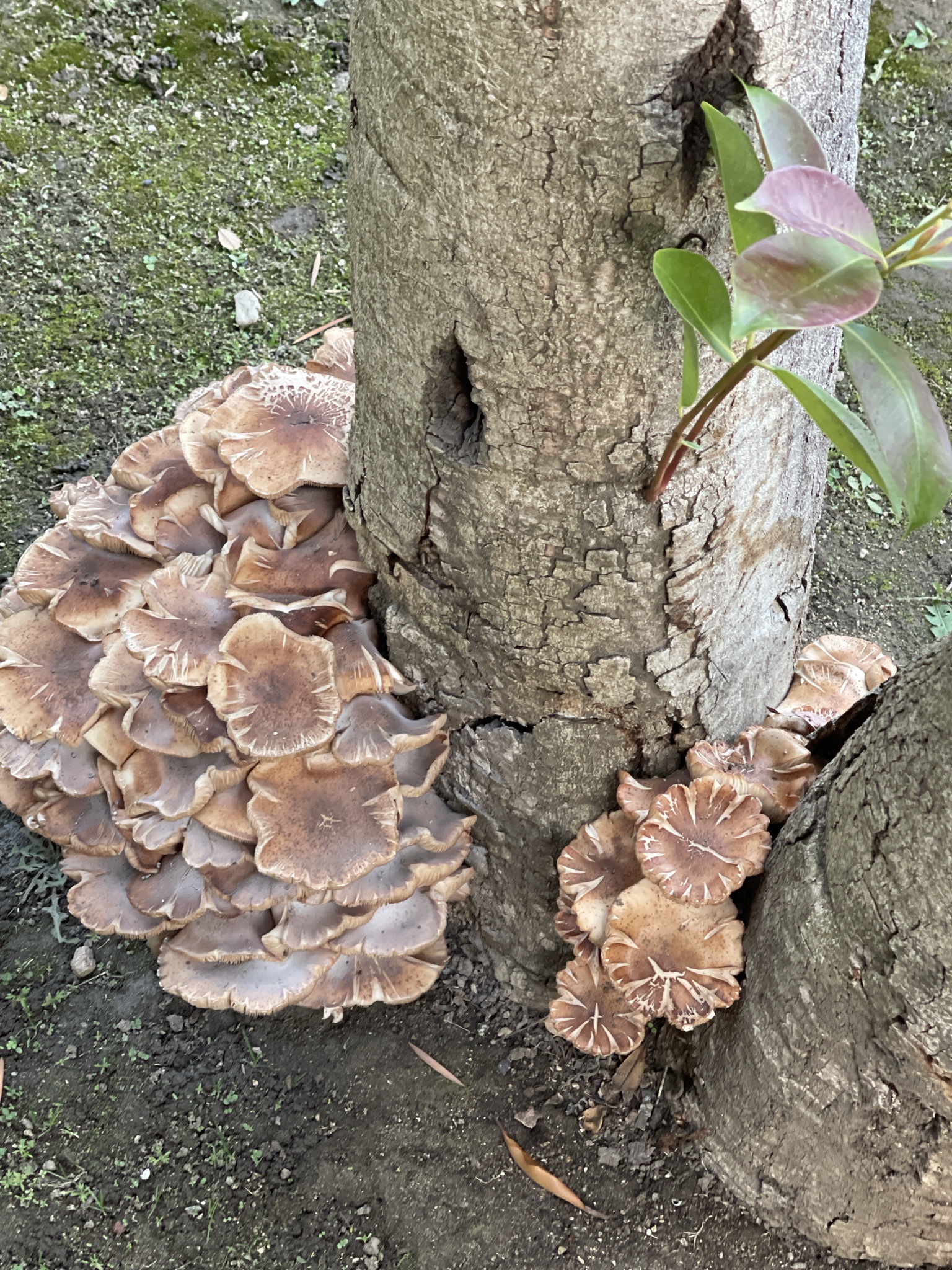 Can You Identify This Mushroom?