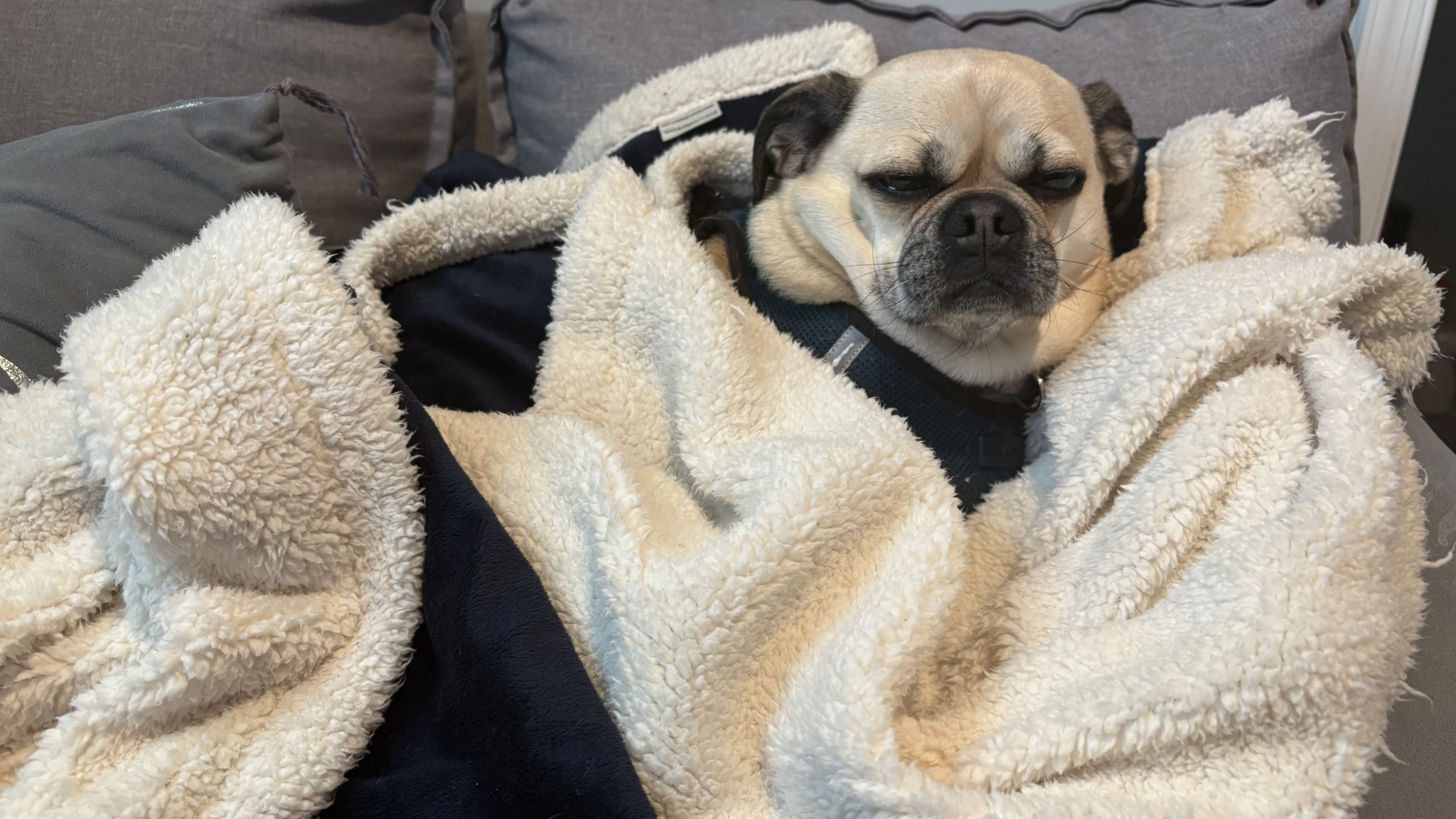 Snug as a Bug: The Ultimate Cozy Chug Experience