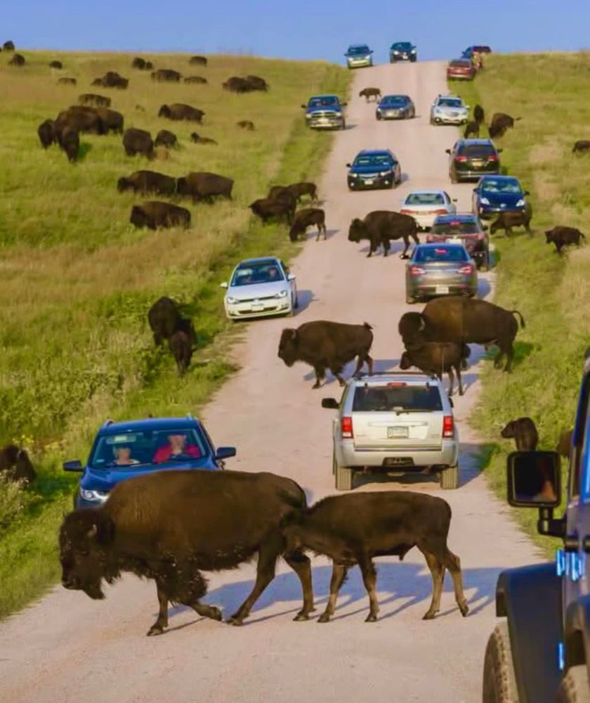 Honk Your Horn and Watch the Chaos Unfold!