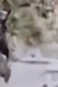 Gimlin Bigfoot in Motion: A Collection of Gifs