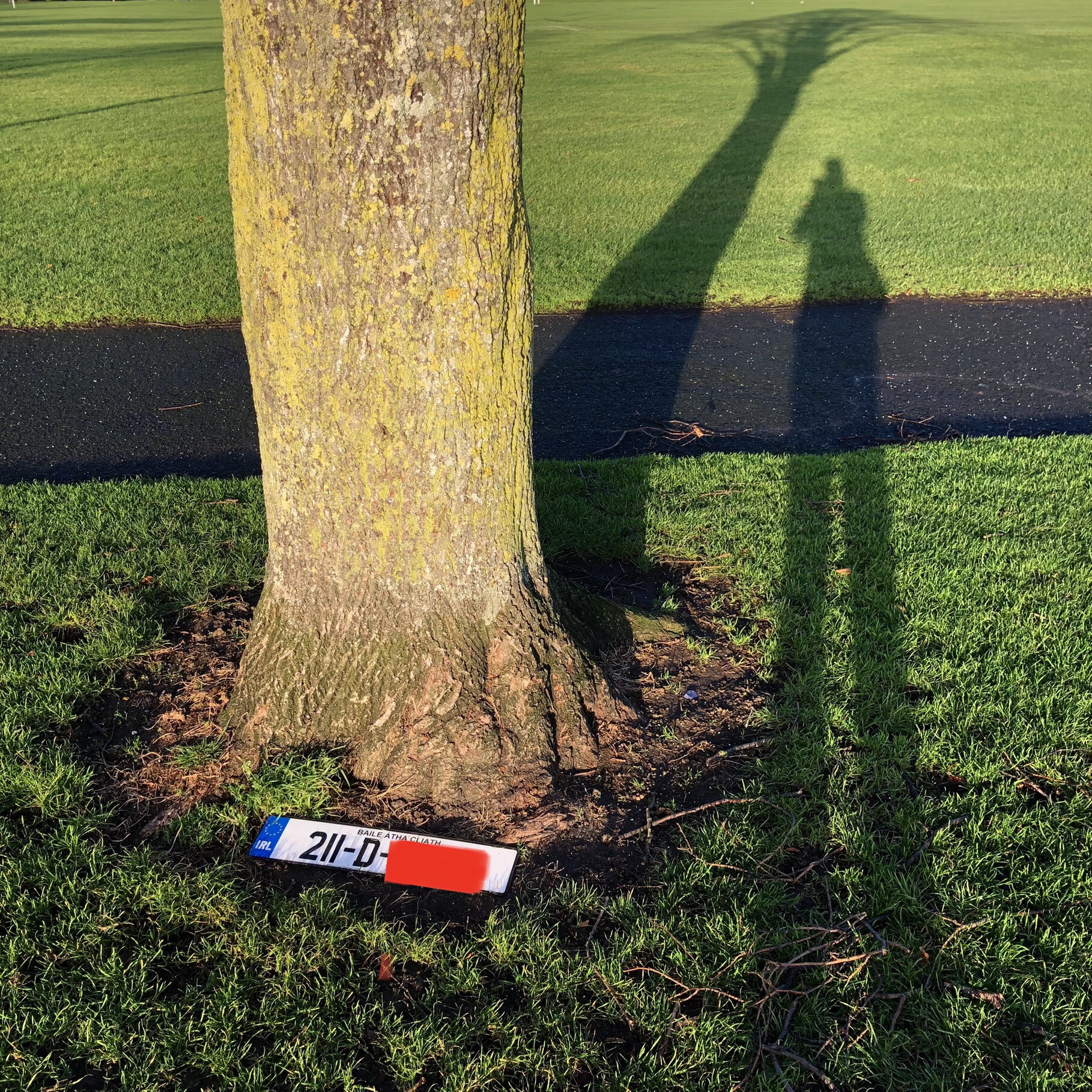 Join the Movement: Free Every Tree for a Greener Tomorrow!