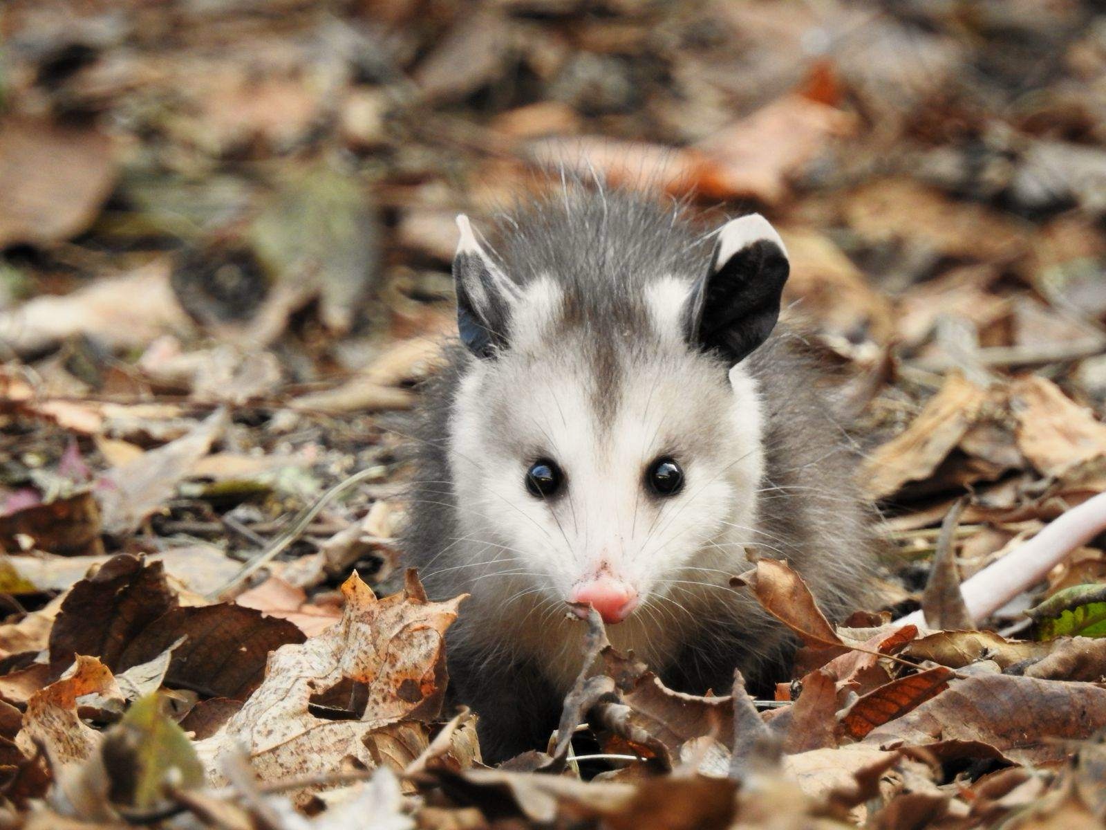 Lil Possum: The Cutest Critter