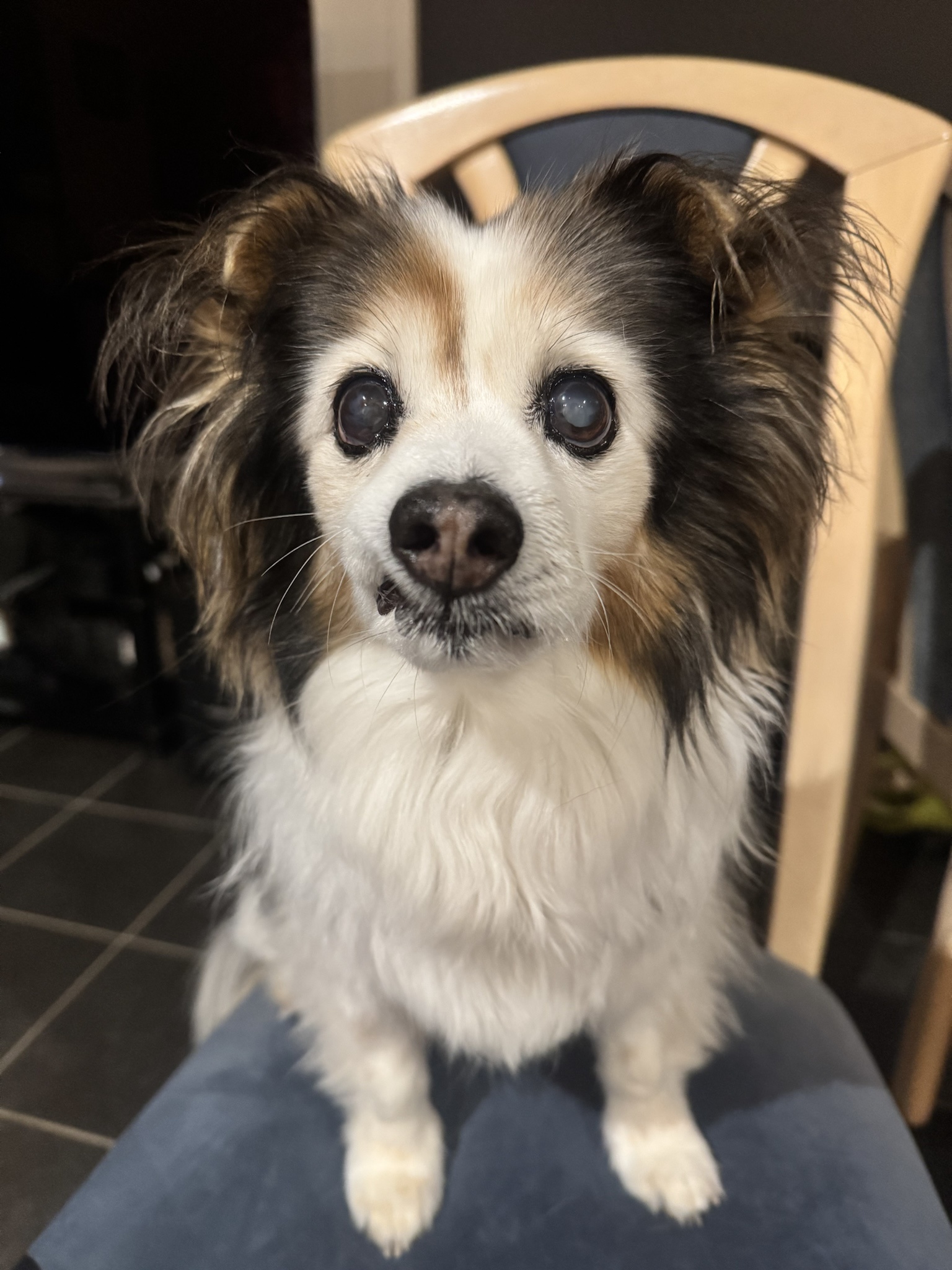 Daily Dose of Cuteness: Panko the Dog