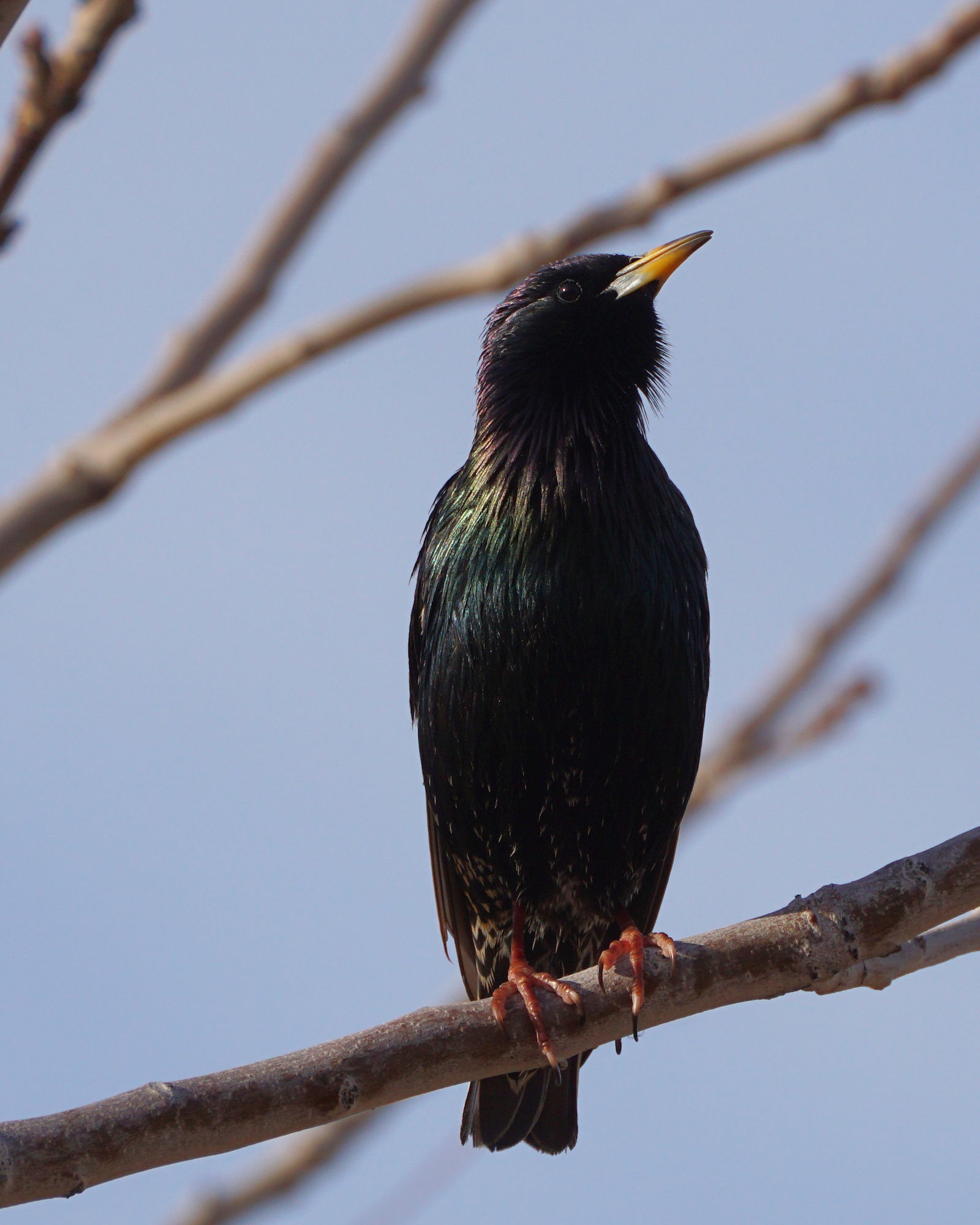 Charming Birds Spotted at Granada Park