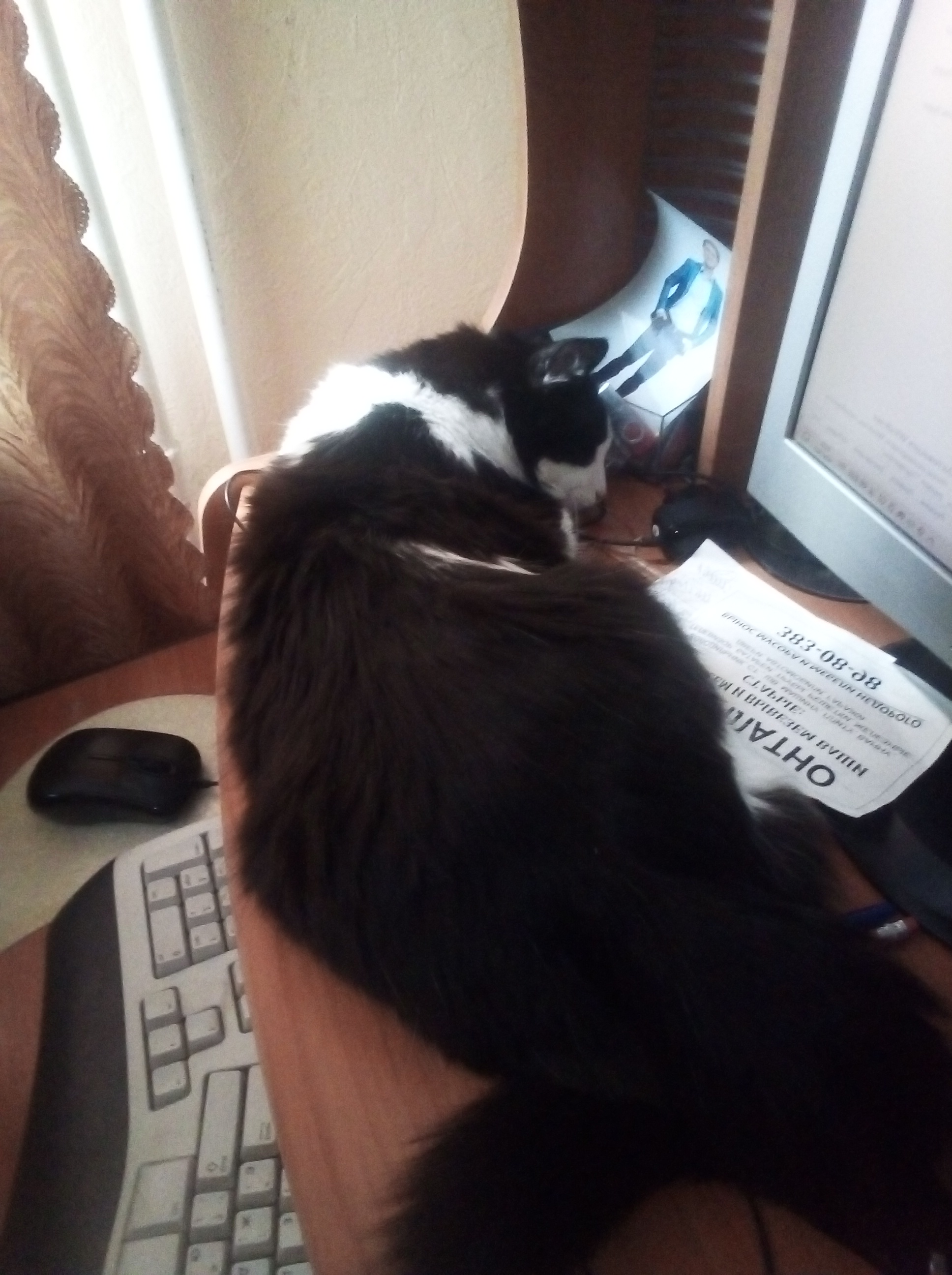 Adorable Cat Moments