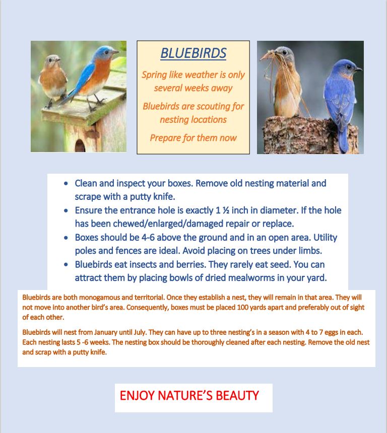 The Beauty of Bluebirds in Nature