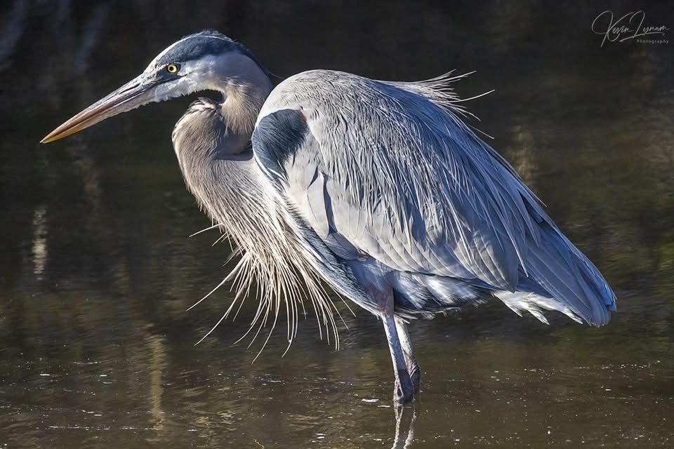 Majestic Heron in Action