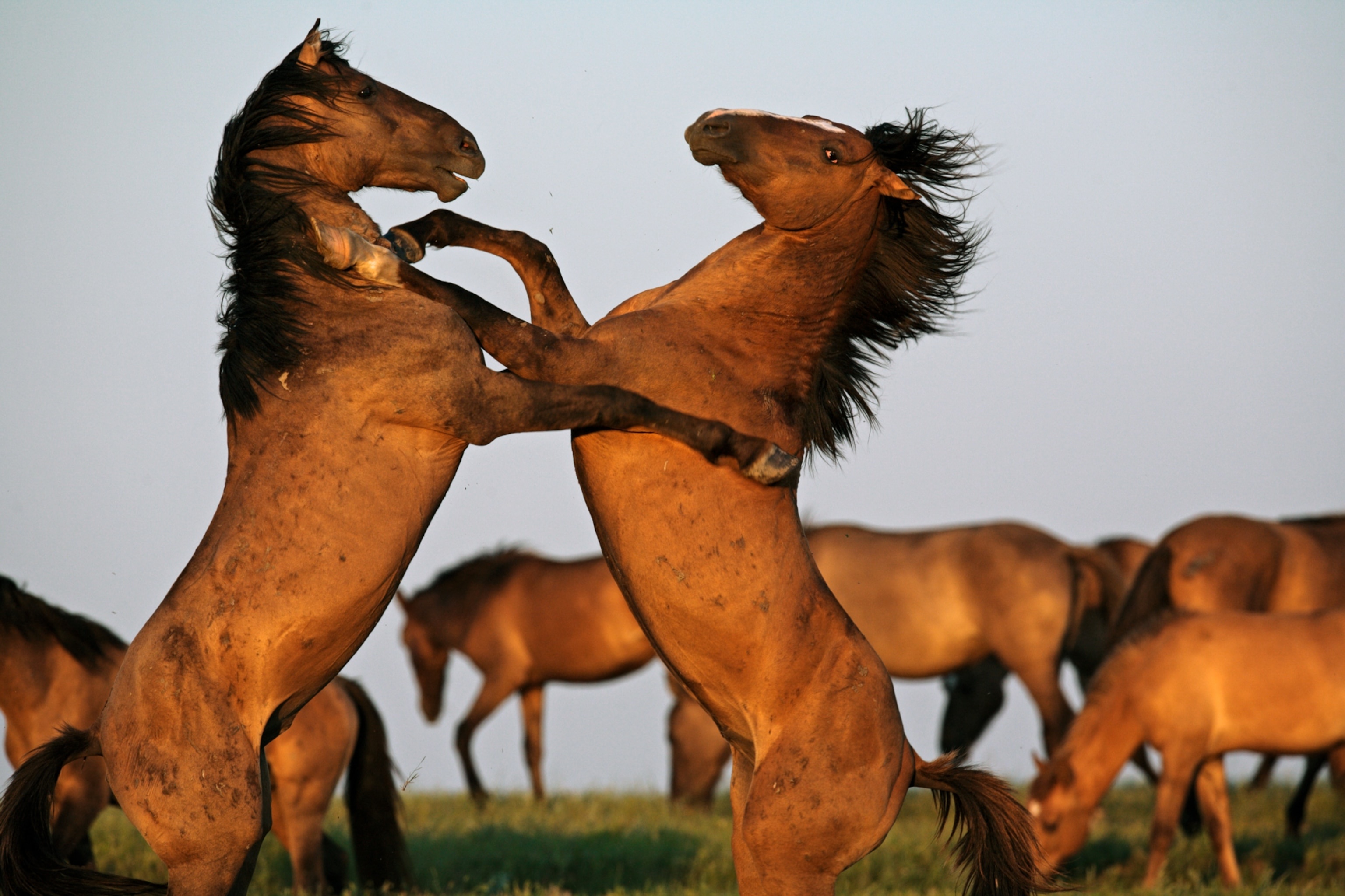 Mustangs: The Spirit of the Shrinking West