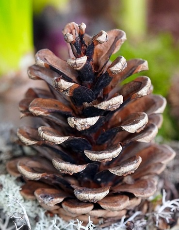 A lonely pinecone on a quest for affection!