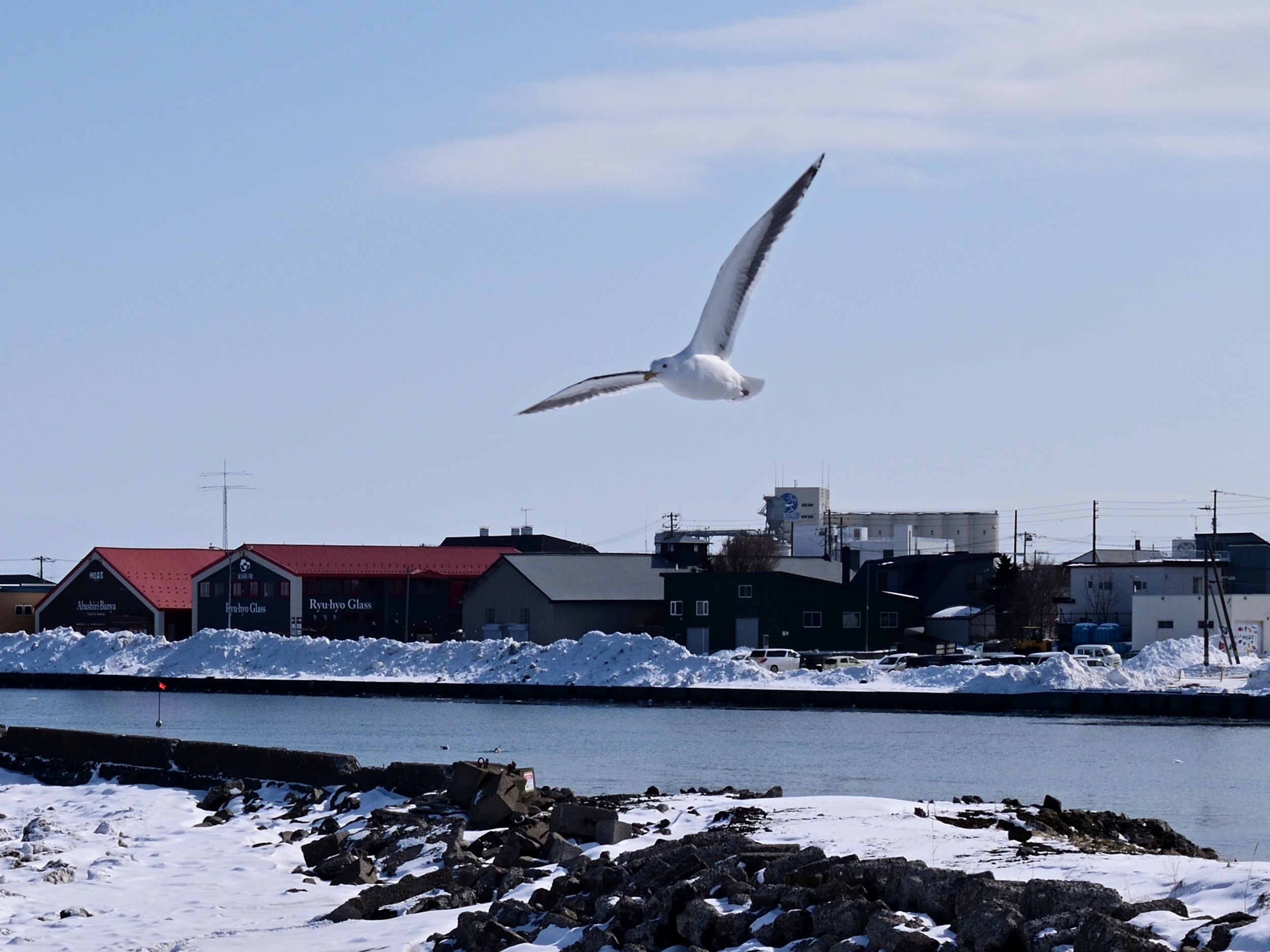 A Seagull's Day Out