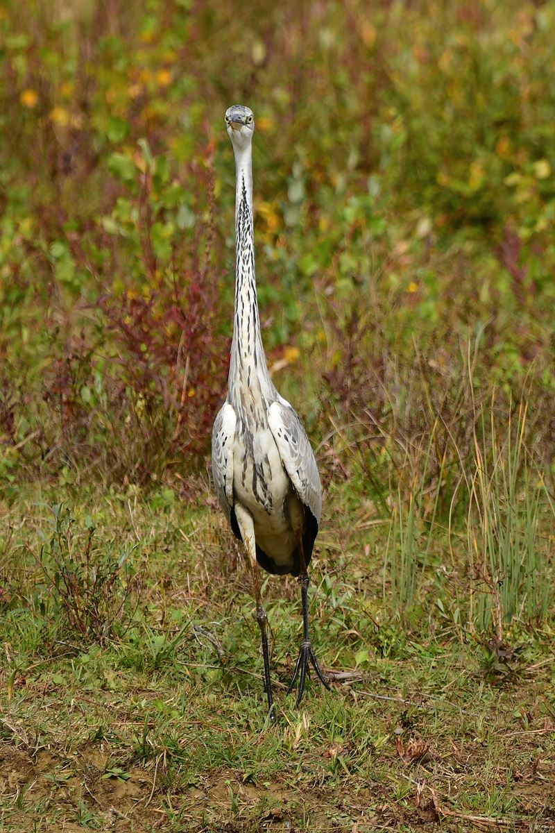 Héron cendré in France, captured on 10/24 in Vienne department