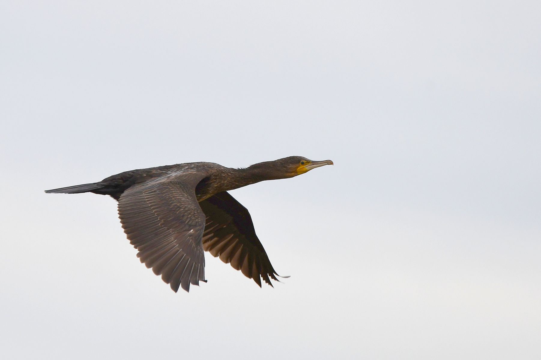 Grand Cormoran - A Beautiful Sight in France (Vienne Department 10/24)