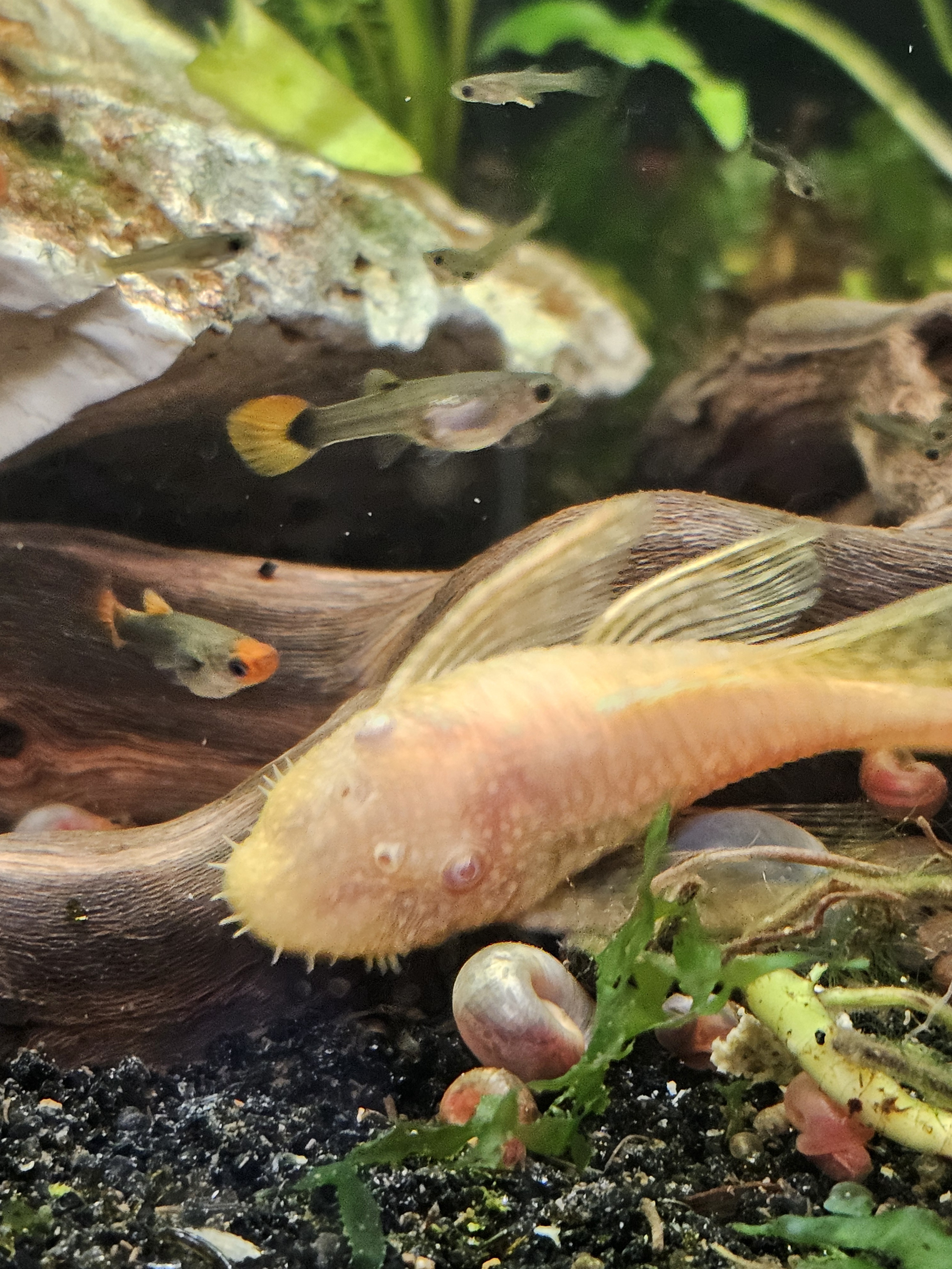 Meet the Young Long-Finned Bristlenose: The Adorable Aquatic Wonder!