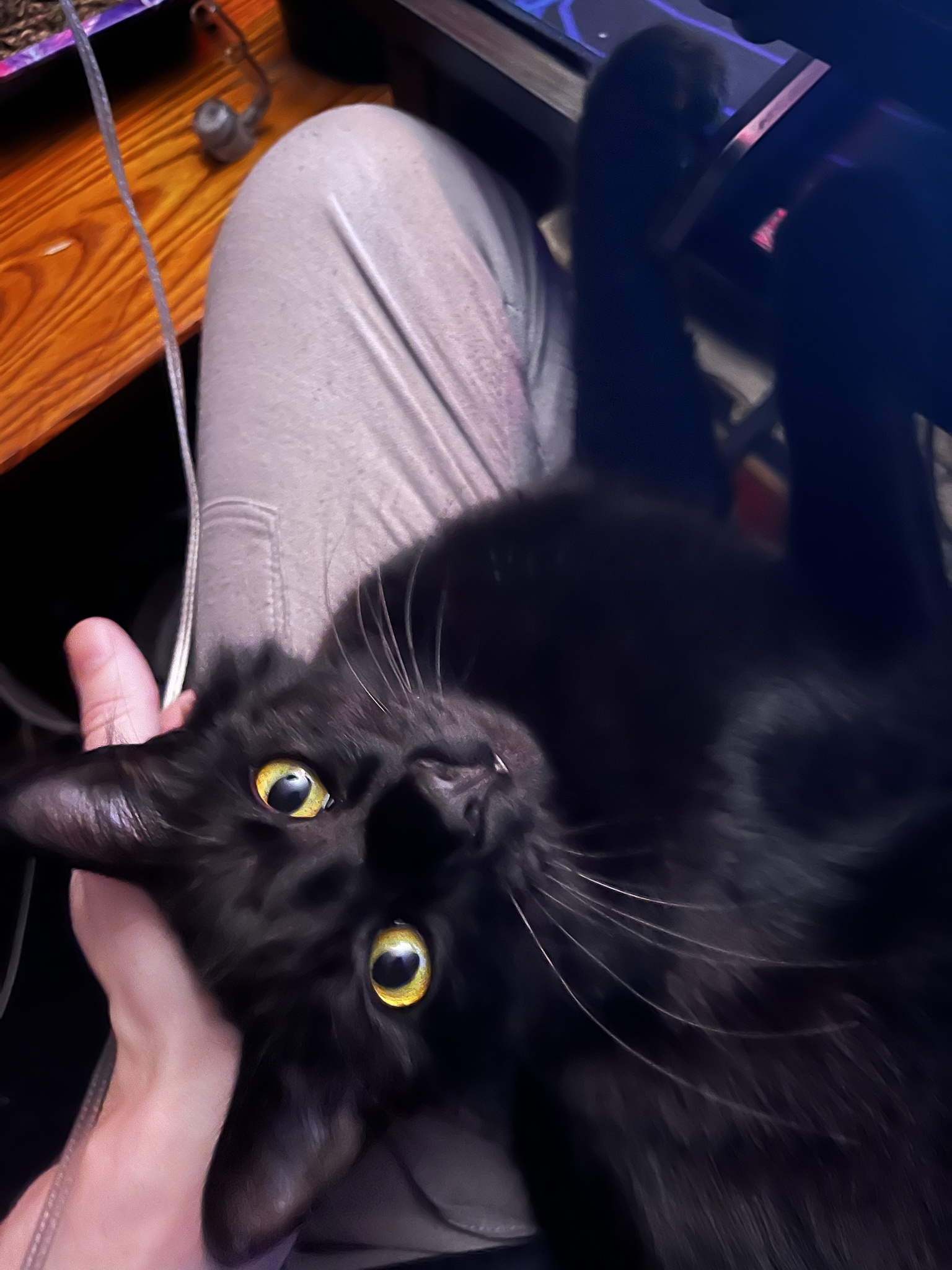 The Queen of Head Scratches Demands Attention!