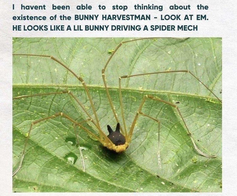 The Eerie Arachnid from Donnie Darko