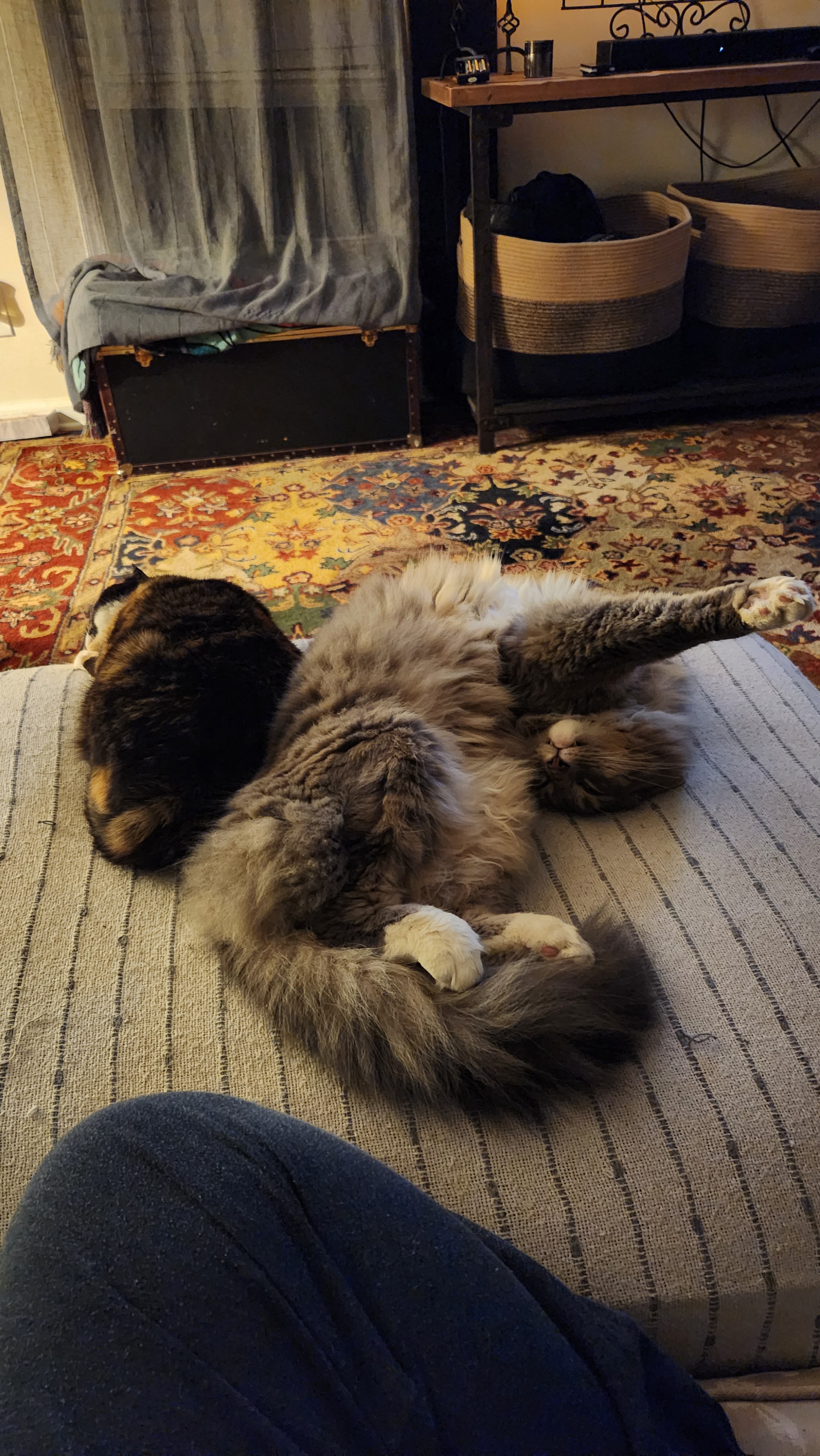The Adorable World of Sleeping Cats