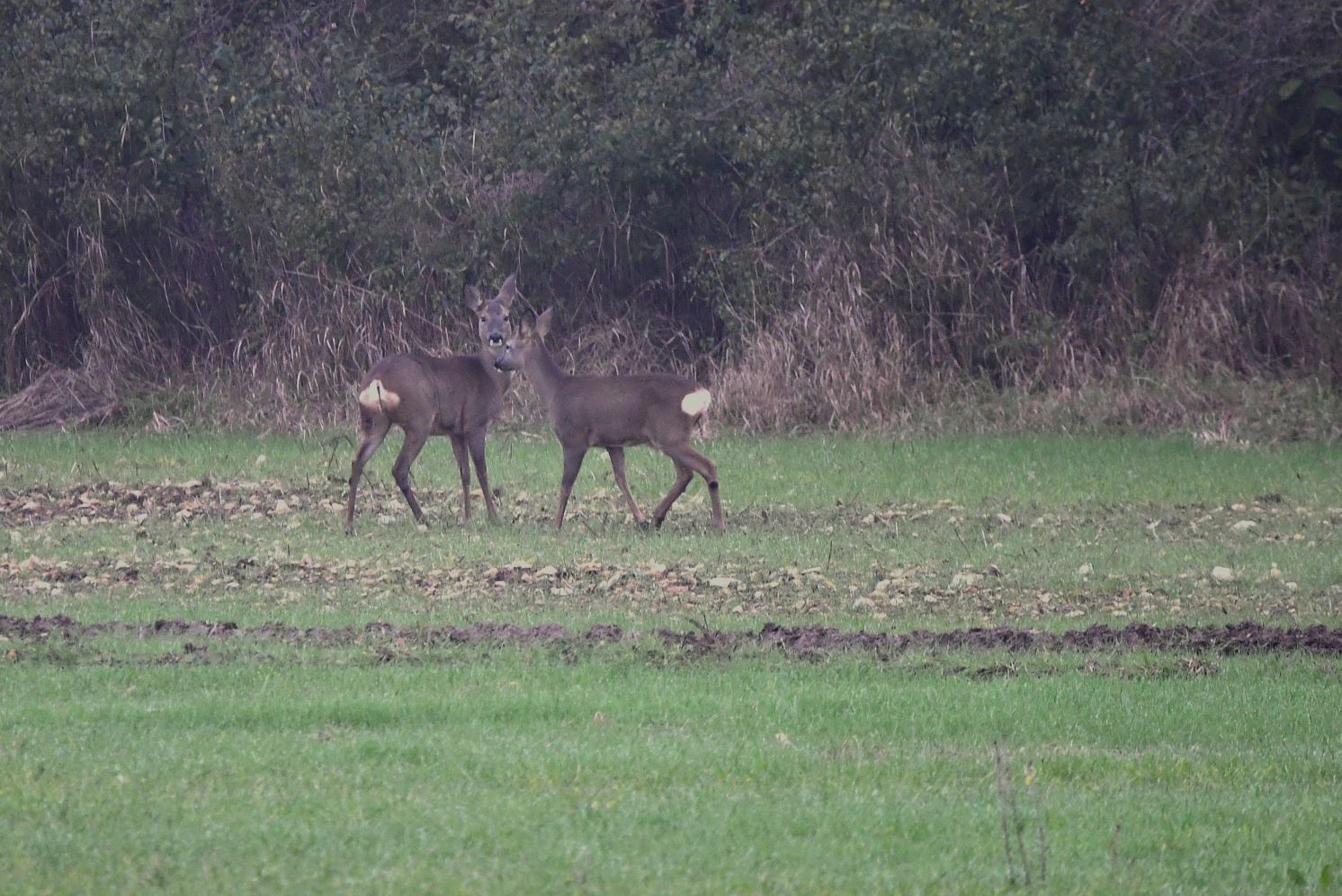 Exploring the beauty of deer in Vienne, France on 11/24