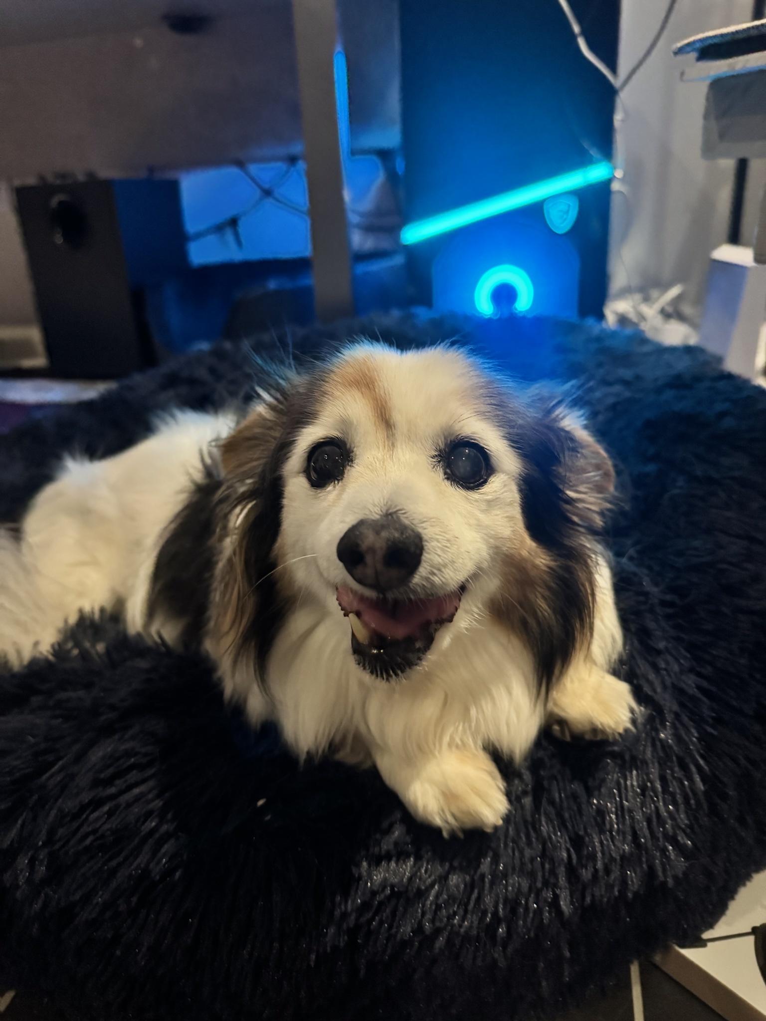 Daily dose of my adorable dog, Panko.