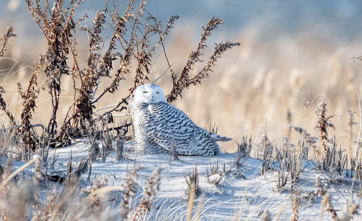 Majestic Snowy Owl in All Its Glory