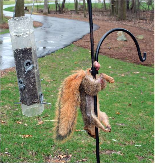 Caught Him Right by the Acorns!