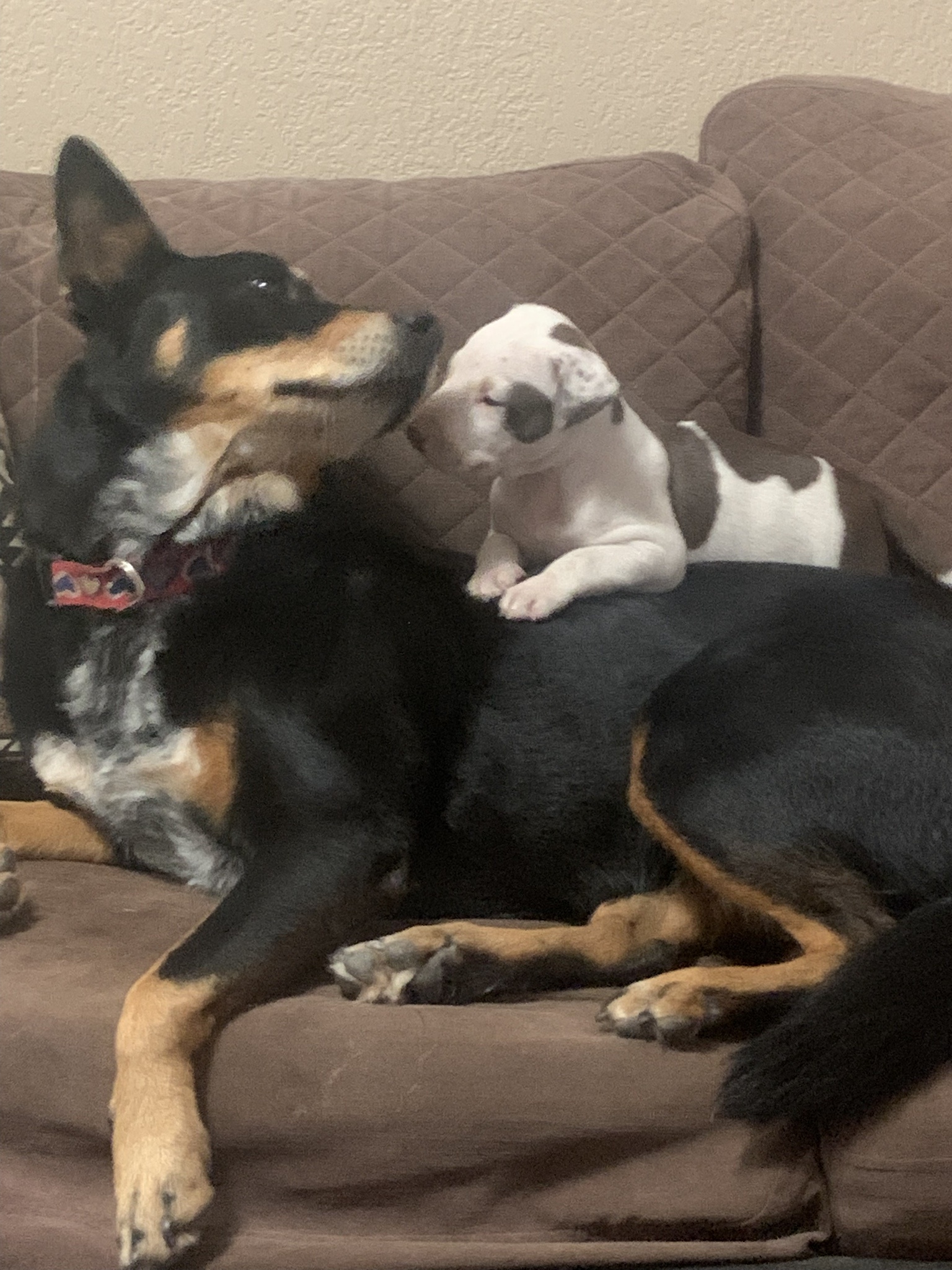 Adopted a New Pup and Wondering How My Old Girl Will React