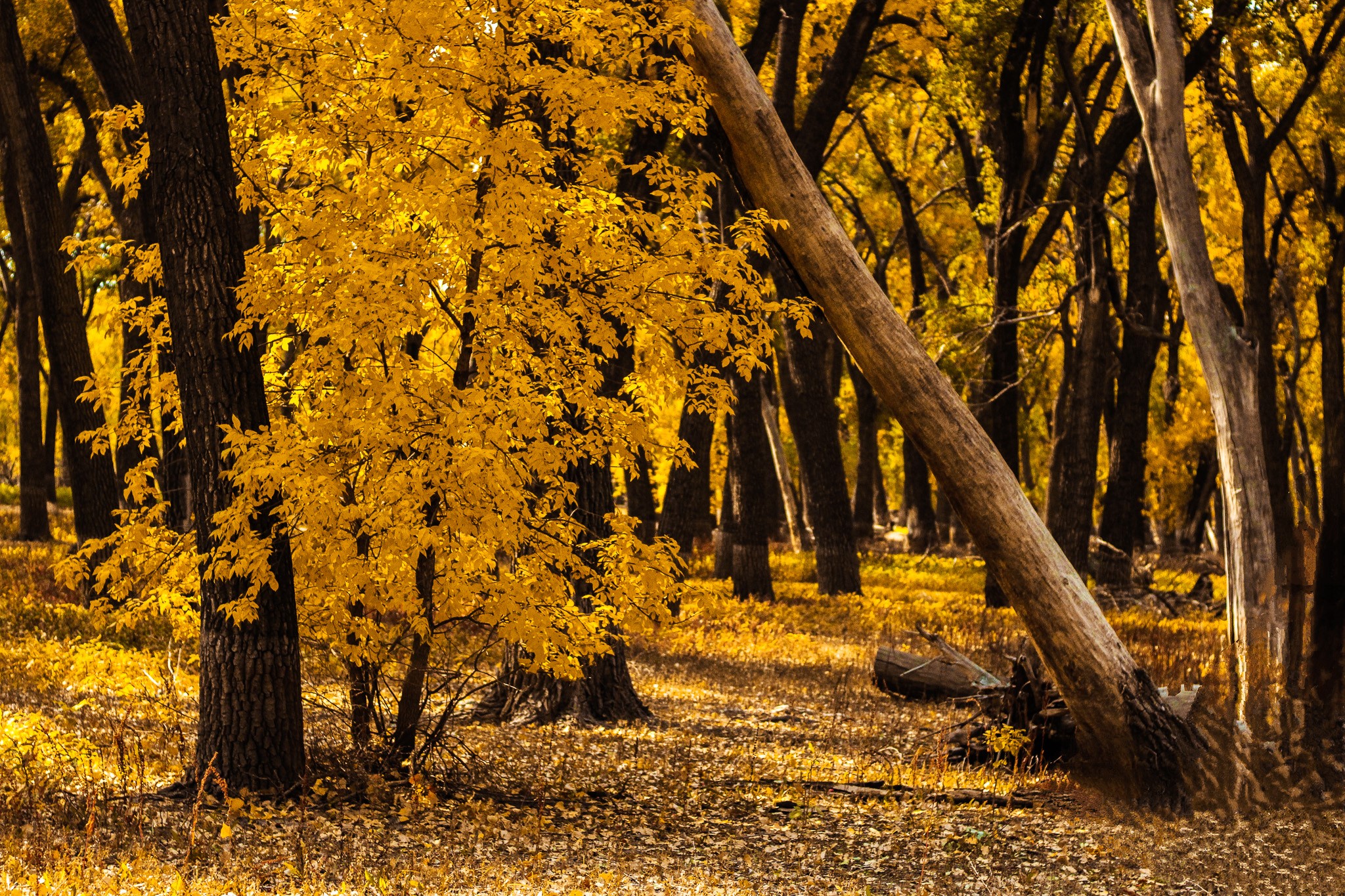 The Enchanting Glow of Fall